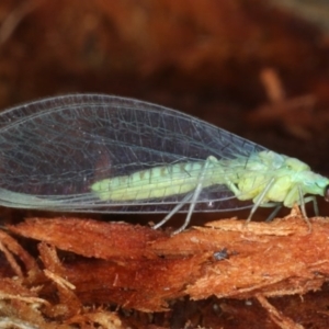 Mallada signatus at Majura, ACT - 22 Aug 2020 03:57 PM