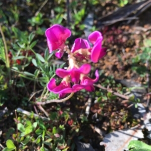 Swainsona sp. at Holt, ACT - 24 Aug 2020