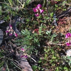 Swainsona sp. at Holt, ACT - 24 Aug 2020