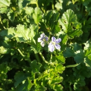 Erodium crinitum at O'Malley, ACT - 23 Aug 2020