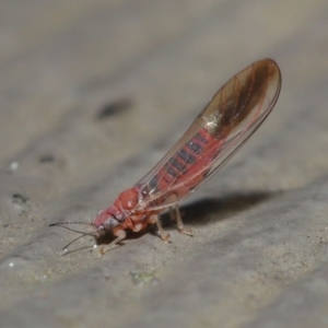 Psyllidae sp. (family) at Watson, ACT - 23 Aug 2020