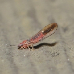 Psyllidae sp. (family) at Watson, ACT - 23 Aug 2020