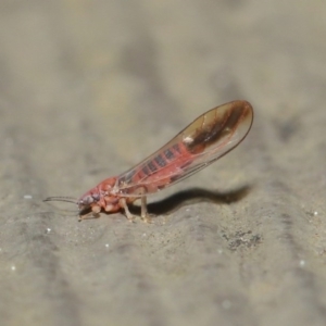 Psyllidae sp. (family) at Watson, ACT - 23 Aug 2020