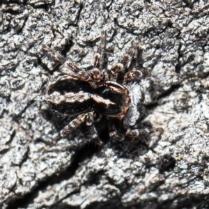 Euophryinae sp. (Mr Stripey) undescribed at Molonglo River Reserve - 24 Aug 2020 11:52 AM