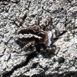 Euophryinae sp. (Mr Stripey) undescribed at Molonglo River Reserve - 24 Aug 2020