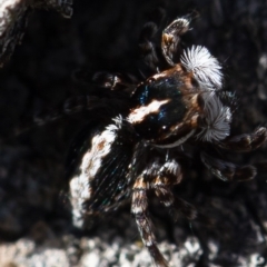 Euophryinae sp. (Mr Stripey) undescribed at Molonglo River Reserve - 24 Aug 2020 11:52 AM