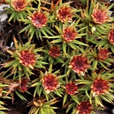 Polytrichum at Lower Cotter Catchment - 16 Aug 2020 by Sarah2019