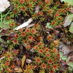 Polytrichum at Cotter River, ACT - 16 Aug 2020