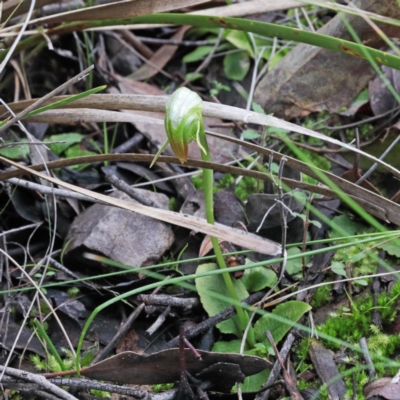 Pterostylis nutans (Nodding Greenhood) at Acton, ACT - 22 Aug 2020 by ConBoekel