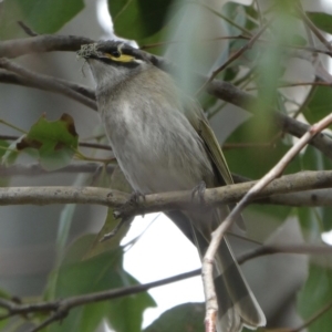 Caligavis chrysops at Black Range, NSW - 24 Aug 2020