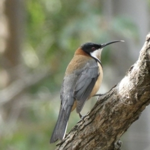 Acanthorhynchus tenuirostris at Black Range, NSW - 24 Aug 2020