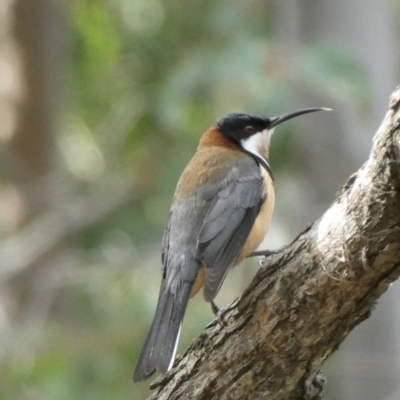 Acanthorhynchus tenuirostris (Eastern Spinebill) at Black Range, NSW - 24 Aug 2020 by Steph H