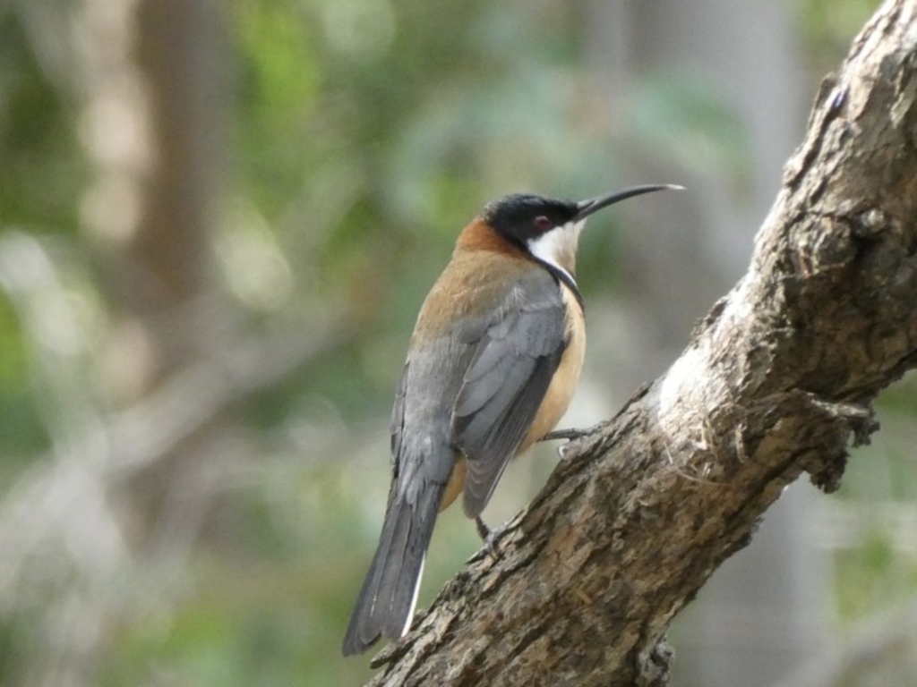 Acanthorhynchus tenuirostris at Black Range, NSW - 24 Aug 2020