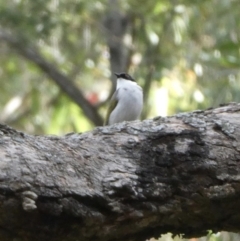 Melithreptus lunatus (White-naped Honeyeater) at Black Range, NSW - 24 Aug 2020 by Steph H