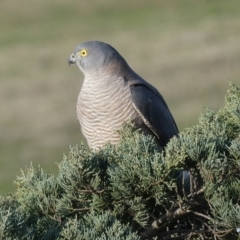 Tachyspiza cirrocephala (Collared Sparrowhawk) at Bega, NSW - 24 Aug 2020 by StephH