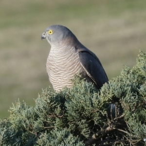 Accipiter cirrocephalus at Bega, NSW - 24 Aug 2020