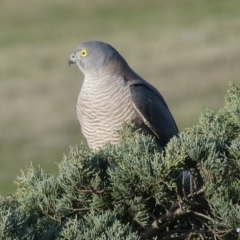 Accipiter cirrocephalus (Collared Sparrowhawk) at Bega, NSW - 24 Aug 2020 by StephH
