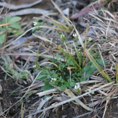 Rorippa laciniata (Jagged Bitter-cress) at Mongarlowe, NSW - 24 Aug 2020 by LisaH