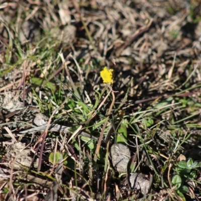 Unidentified Other Wildflower or Herb by LisaH