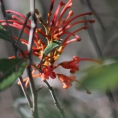 Grevillea oxyantha subsp. oxyantha (Kybean Grevillea) at Mongarlowe River - 24 Aug 2020 by LisaH