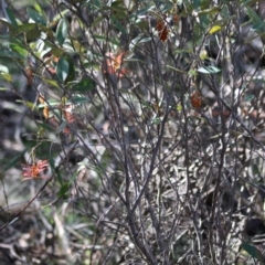 Grevillea oxyantha subsp. oxyantha at Mongarlowe, NSW - suppressed