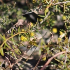 Acacia (genus) (A Wattle) at Mongarlowe, NSW - 24 Aug 2020 by LisaH