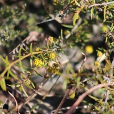 Acacia sp. (A Wattle) at Mongarlowe, NSW - 24 Aug 2020 by LisaH