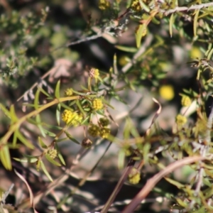 Acacia sp. at Mongarlowe, NSW - 24 Aug 2020