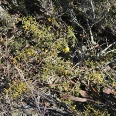 Acacia sp. at Mongarlowe, NSW - suppressed