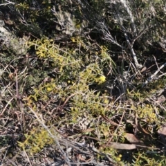 Acacia sp. at Mongarlowe, NSW - 24 Aug 2020