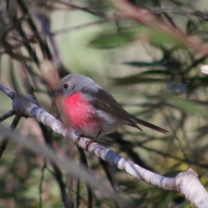 Petroica rosea at Mongarlowe, NSW - 24 Aug 2020