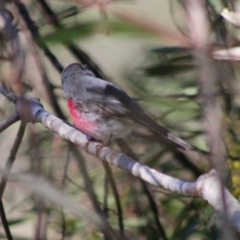 Petroica rosea at Mongarlowe, NSW - 24 Aug 2020