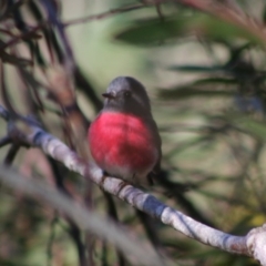 Petroica rosea at Mongarlowe, NSW - 24 Aug 2020