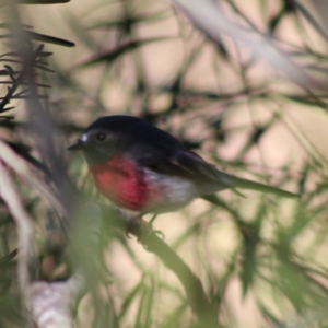 Petroica rosea at Mongarlowe, NSW - 24 Aug 2020