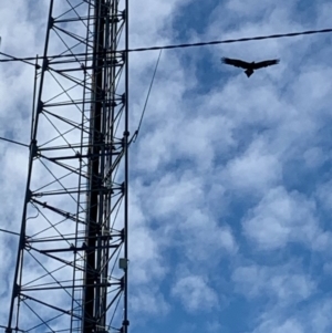 Aquila audax at Springdale Heights, NSW - 18 Jun 2020