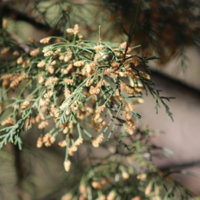 Cupressus sp. (A Cypress) at Mongarlowe River - 24 Aug 2020 by LisaH