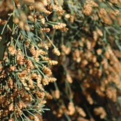 Cupressus sp. at Mongarlowe, NSW - 24 Aug 2020