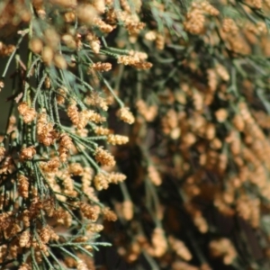 Cupressus sp. at Mongarlowe, NSW - 24 Aug 2020