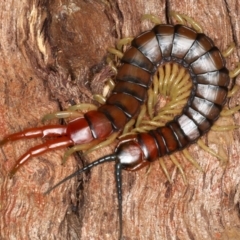 Cormocephalus aurantiipes (Orange-legged Centipede) at Majura, ACT - 24 Aug 2020 by jbromilow50