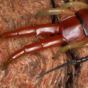 Cormocephalus aurantiipes at Majura, ACT - 24 Aug 2020