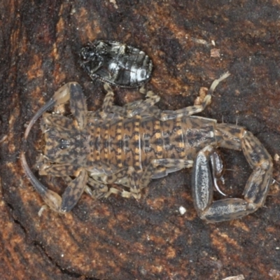 Lychas marmoreus (Little Marbled Scorpion) at Majura, ACT - 24 Aug 2020 by jb2602