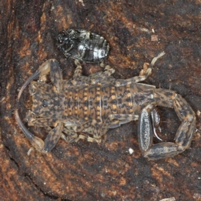 Lychas marmoreus (Little Marbled Scorpion) at Majura, ACT - 24 Aug 2020 by jbromilow50