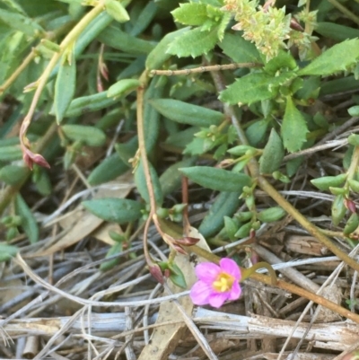 Calandrinia eremaea (Small Purslane) at Mount Majura - 24 Aug 2020 by JaneR