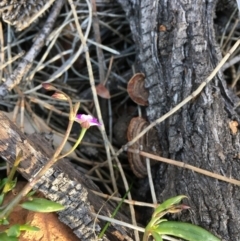 Calandrinia eremaea at Downer, ACT - 24 Aug 2020