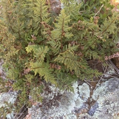 Cheilanthes sp. (Rock Fern) at Downer, ACT - 24 Aug 2020 by JaneR