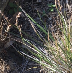 Lepidosperma laterale (Variable Sword Sedge) at Mount Majura - 24 Aug 2020 by JaneR