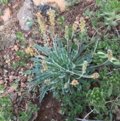 Plantago hispida (Hairy Plantain) at Mount Majura - 24 Aug 2020 by JaneR