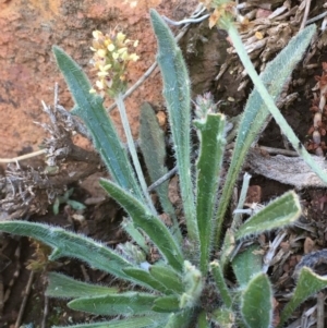 Plantago hispida at Downer, ACT - 24 Aug 2020 03:15 PM