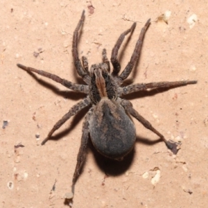 Venatrix pictiventris at Evatt, ACT - 19 Aug 2020