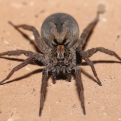 Venatrix pictiventris at Evatt, ACT - 19 Aug 2020